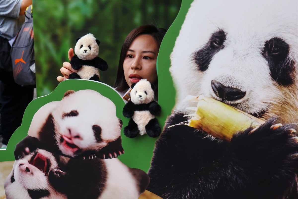 Giant panda cubs are exciting, but Ocean Park needs to approach the twins’ fame carefully, one reader writes. Photo: Dickson Lee