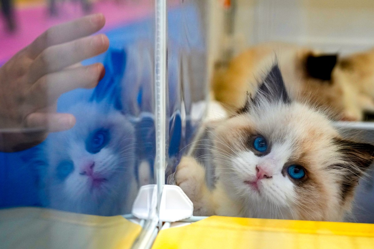 Hong Kong authorities will no longer require pets from Macau to quarantine for 120 days. Now, they must complete a 30 day quarantine. Photo: Sam Tsang