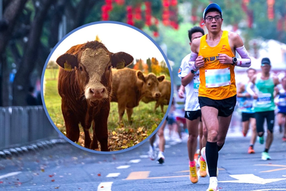 A half-marathon in China offers the winner a cow while other prizes include chickens and ducks. Photo: SCMP composite/Shutterstock/Pixaby