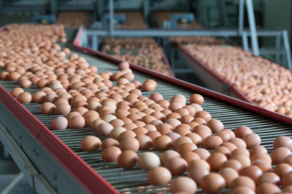 Eggs options are limited and increasingly expensive for grocery shoppers across the US amid the ongoing bird flu outbreak. Photo: Dreamstime/TNS