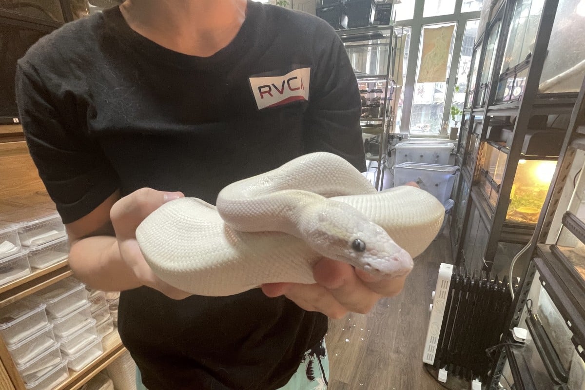 Snakes have become the pets of choice for Gen Z in Hong Kong. Photo: Austin Zhang