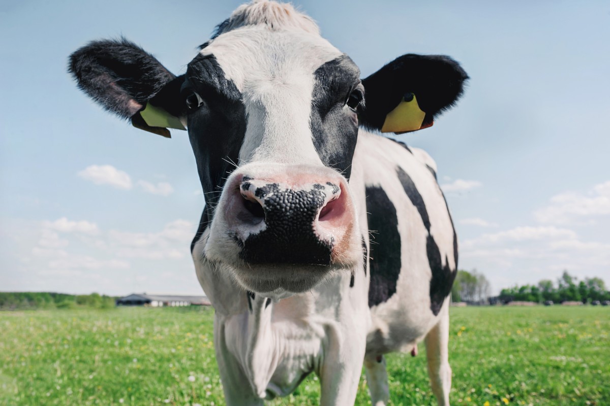 Scientists are exploring the use of seaweed to reduce methane emissions from cow burps and tackle climate change. Photo: Shutterstock