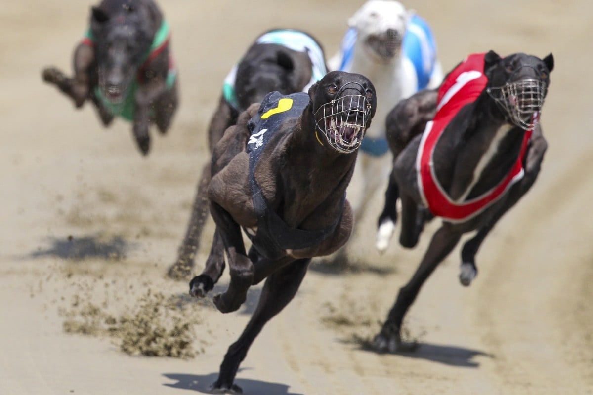 New Zealand will ban greyhound racing by 2026 to protect dogs. Photo: AP