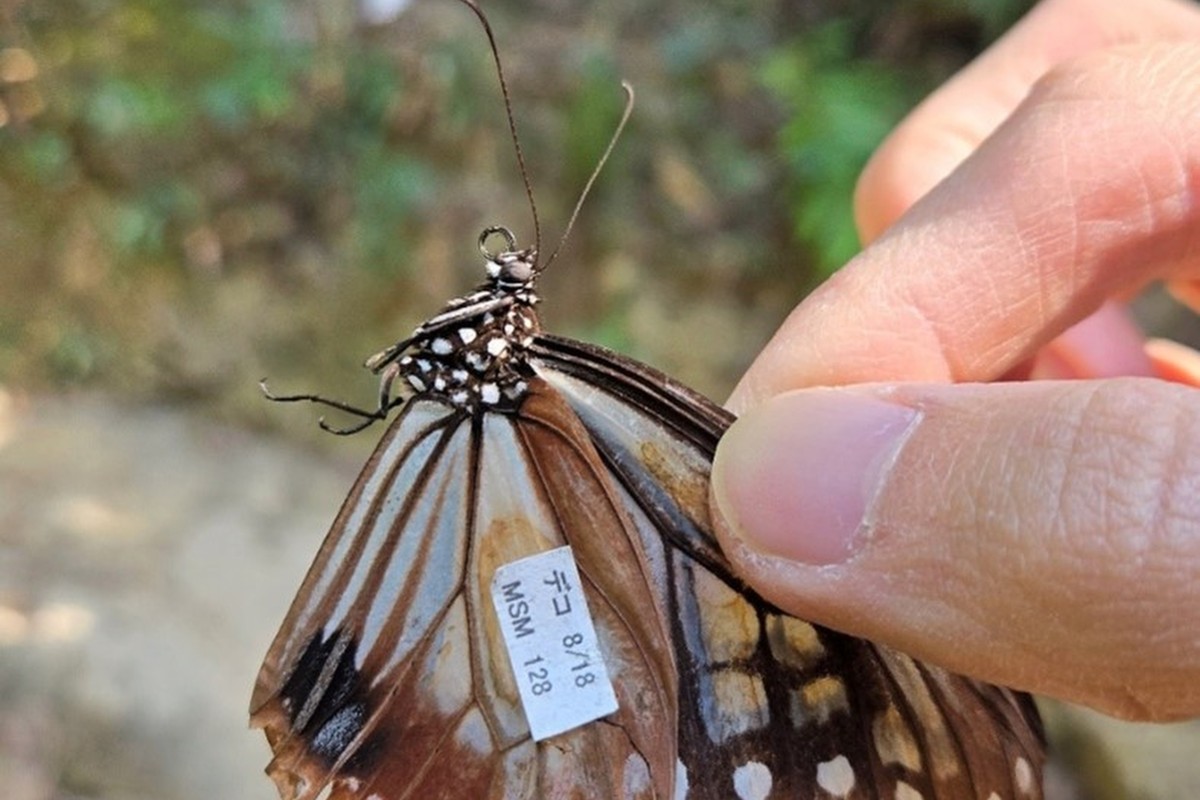 Researchers discovered a chestnut tiger butterfly from Japan, which set a world record with a 3,000km migration to Hong Kong. Photo: Ling Yuet-fung