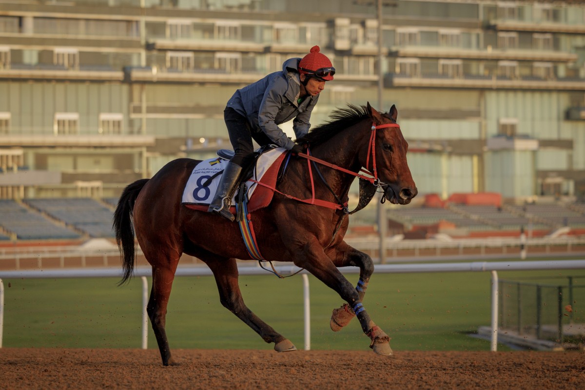 Romantic Warrior works on the Meydan dirt on Thursday morning. Photos: Alex Evers/HKJC