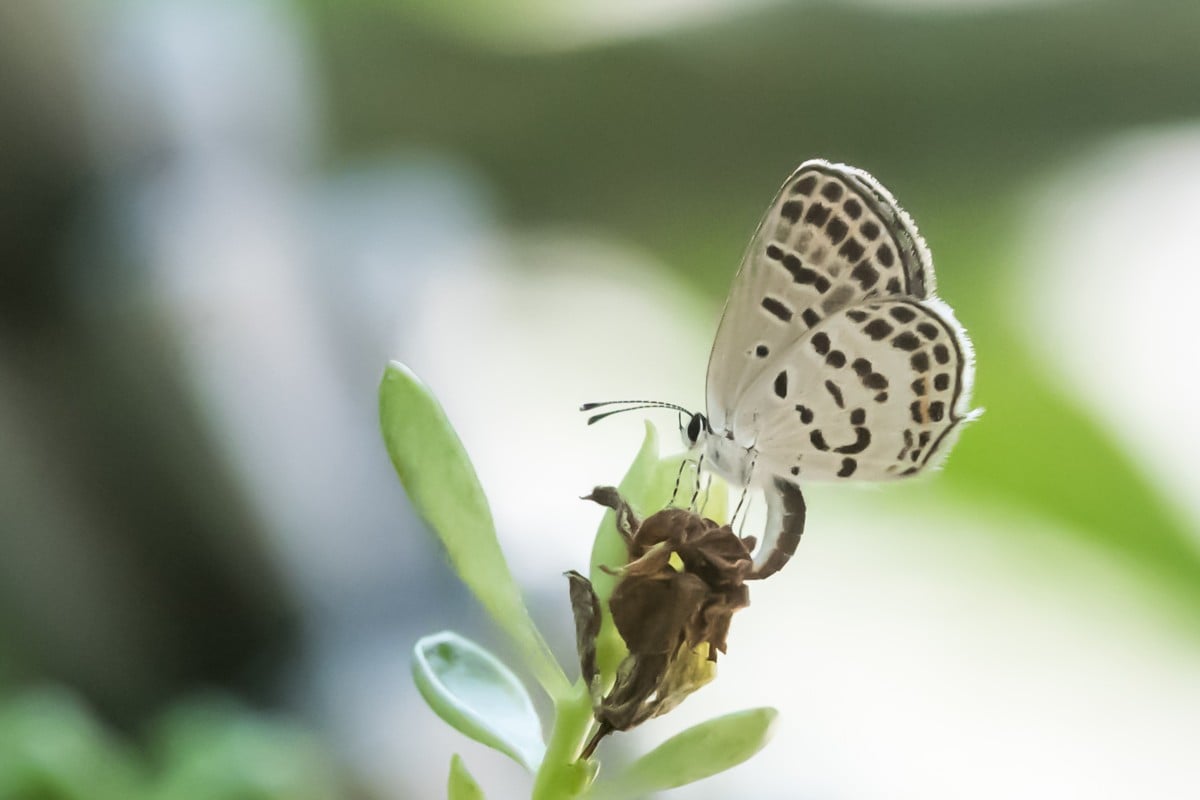 Hong Kong is home to several species of butterflies. Photo: Handout