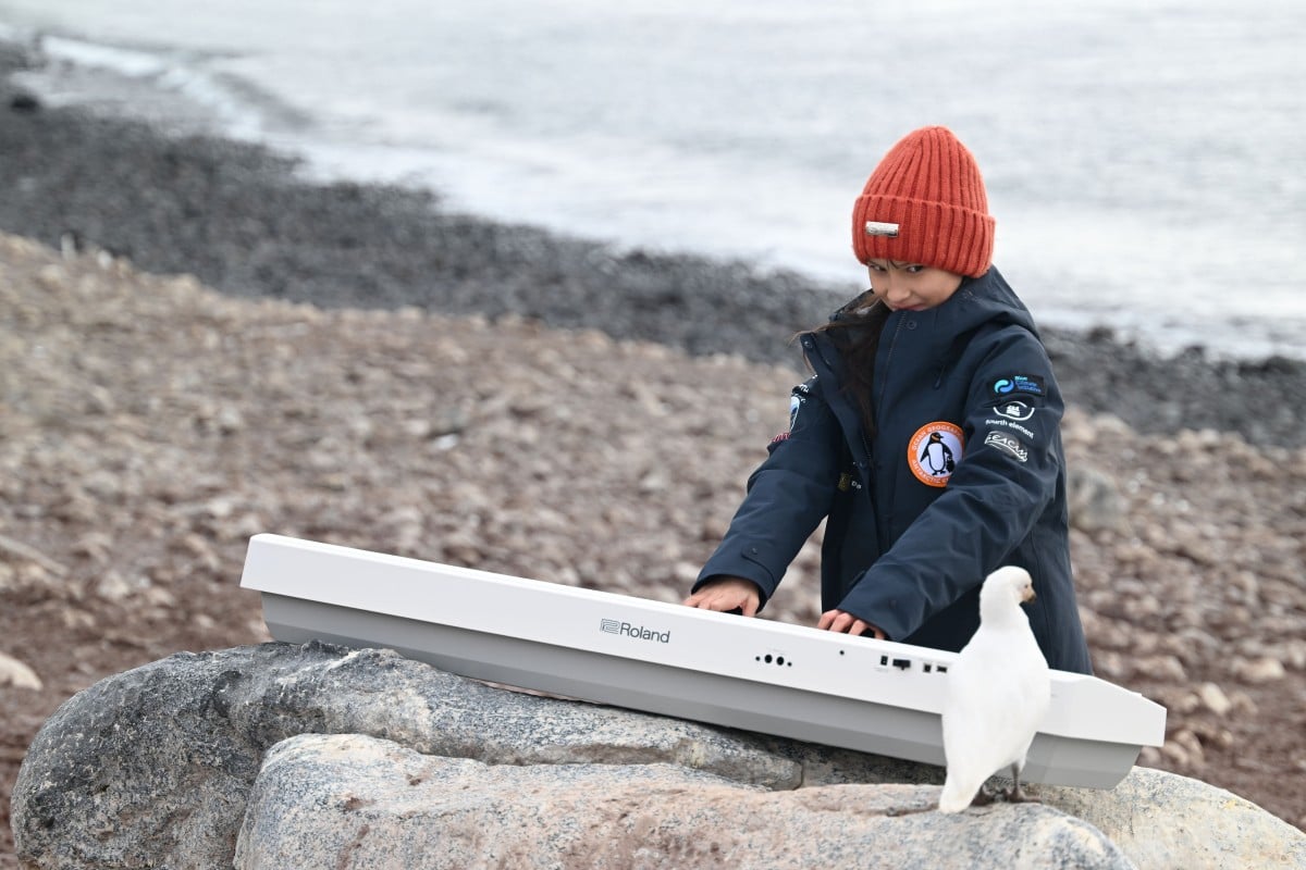 When Hillary O’Sullivan was playing the piano in Antarctica, a seabird came to watch her performance. Photo: Handout