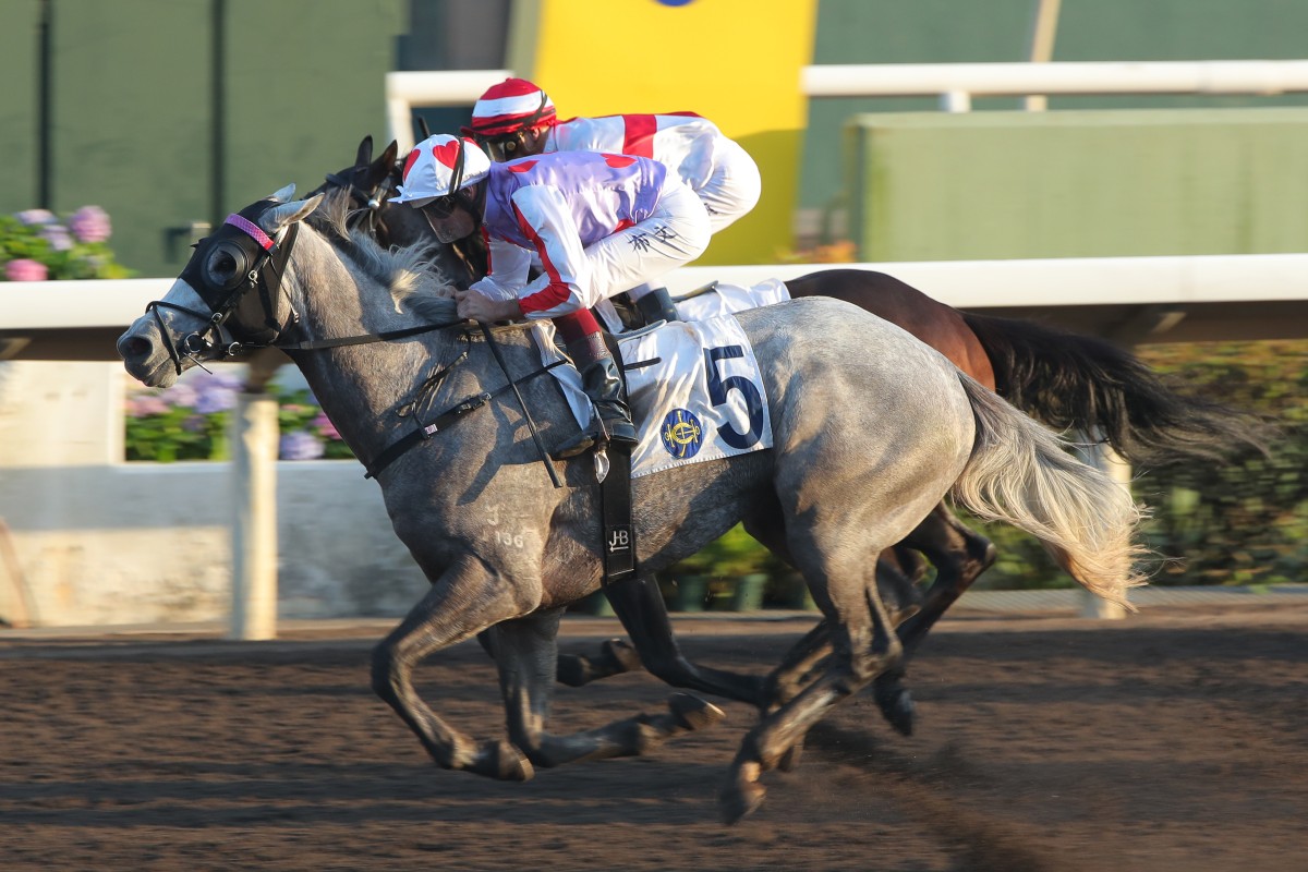 Talents Ambition salutes under Hugh Bowman at Sha Tin in December. Photos: Kenneth Chan