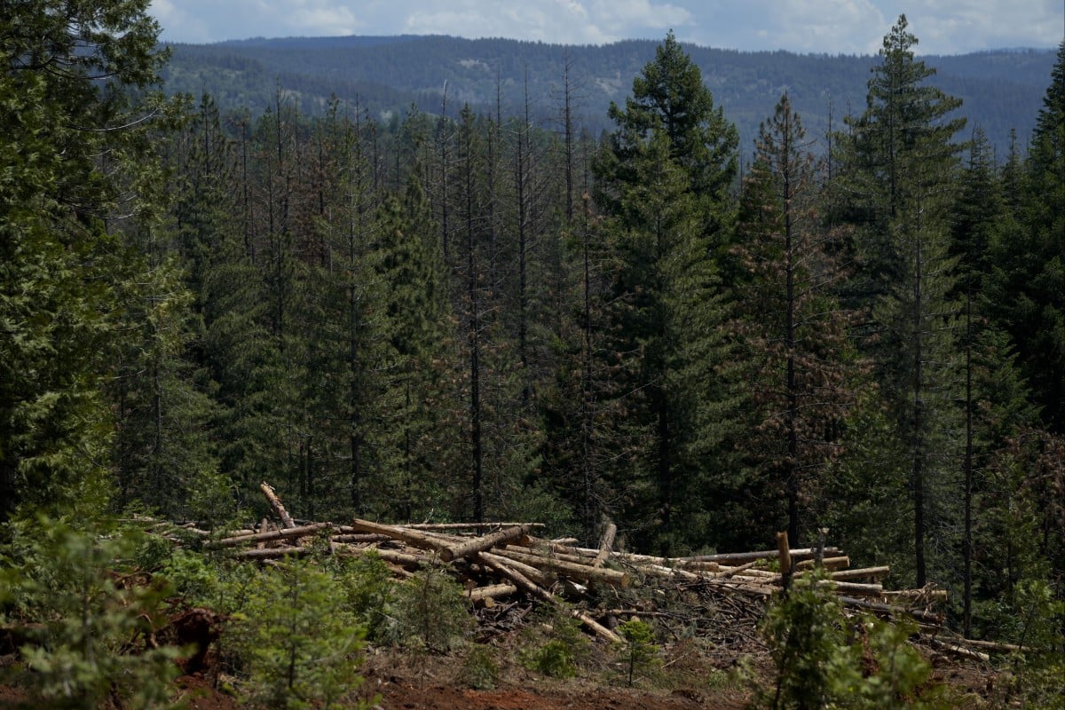 US president Trump plans to overhaul the Endangered Species Act to make it easier to build in areas where endangered species live, a White House official confirmed on Wednesday. Photo: AP