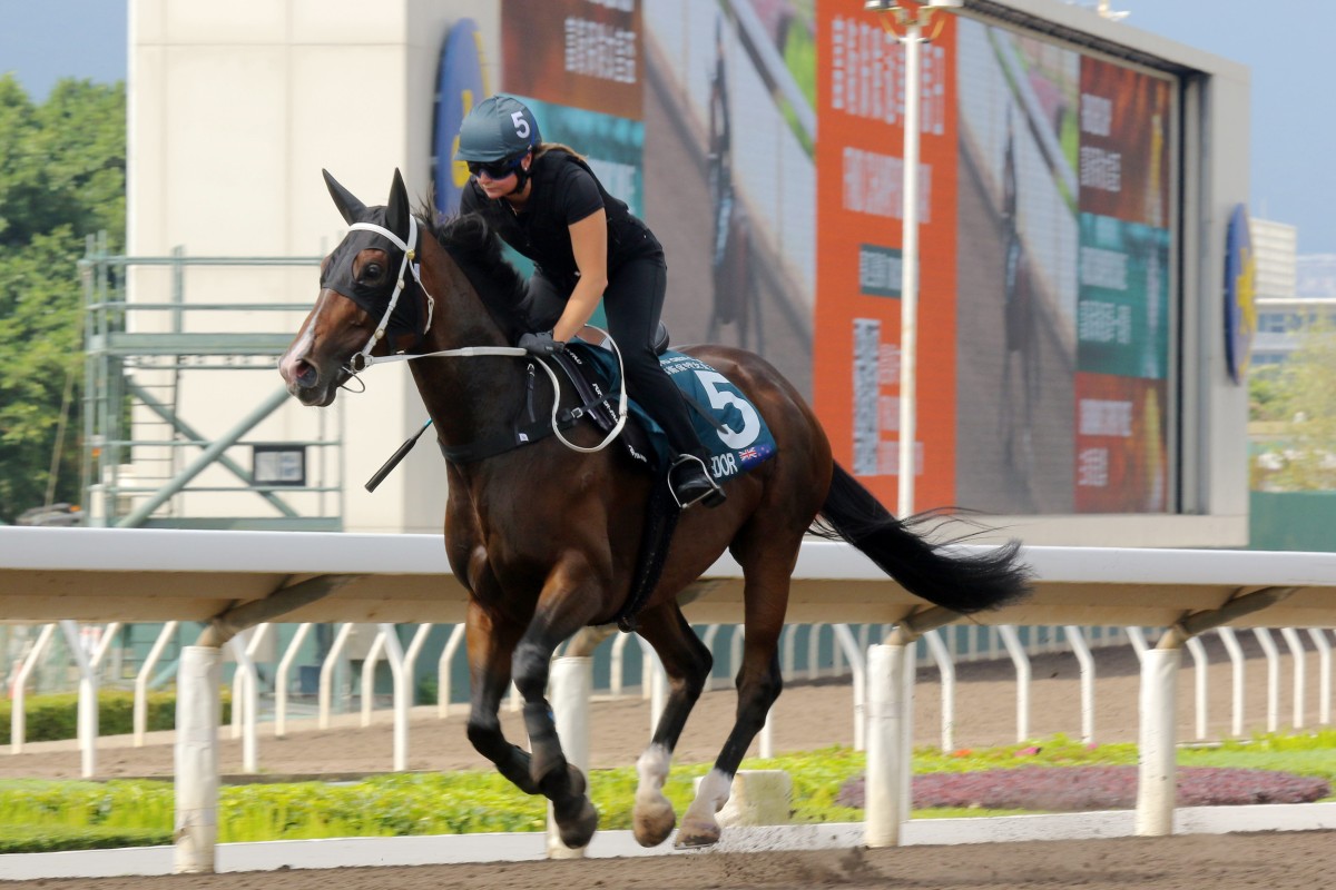 El Vencedor gallops on the all-weather track at Sha Tin. Photos: Kenneth Chan