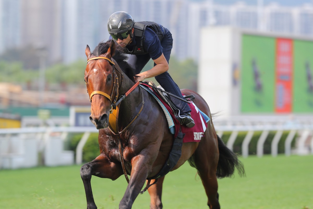 Satono Reve gallops under Joao Moreira at Sha Tin on Thursday morning. Photos: Kenneth Chan