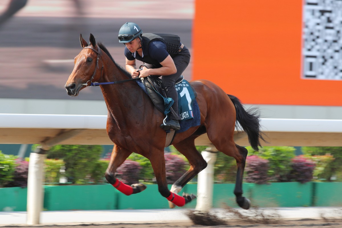 Goliath gallops on the Sha Tin all-weather track on Thursday. Photo: Kenneth Chan