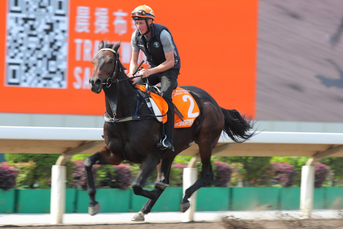 Star international attraction Mr Brightside gallops at Sha Tin this week. Photo: Kenneth Chan