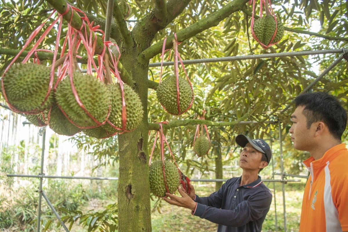 A worker checks the growth of Chinese durians at the “Window of the World’s Tropical Fruits”, a modern agricultural industrial park, on July 27, 2023 in Qionghai, Hainan, China. Photo: VCG/VCG via Getty Images