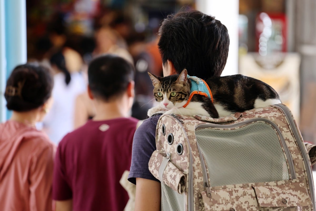 Hong Kong’s Consumer Council found that pets bought online tend to have more health problems than those purchased from physical stores. Photo: Jelly Tse