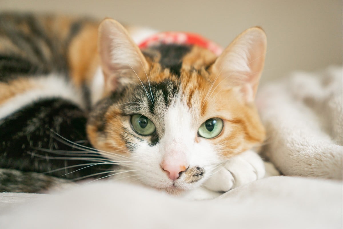 Pets bought online tend to have more health problems than those purchased from physical stores. Photo: Shutterstock