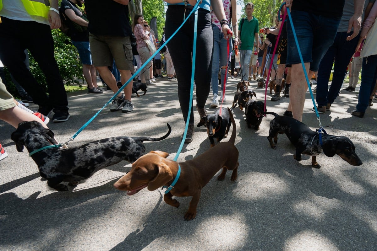 Hungary’s dachshunds strutted their stuff, aiming for a record-setting dog walk. Photo: AP