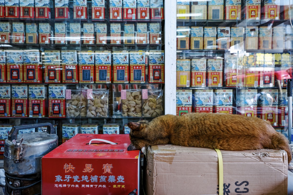 A cat sleeps inside a Chinese medicine shop in Kowloon City. Hong Kong is slowly becoming more animal-friendly, but could more be done? Photo: Nora Tam