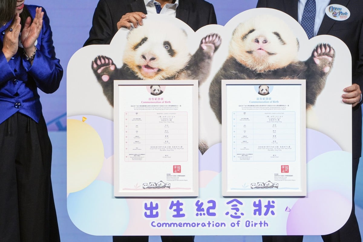 The giant panda twin cubs have received two commemorative birth certificates with their new names: Jia Jia and De De. Photo: Eugene Lee