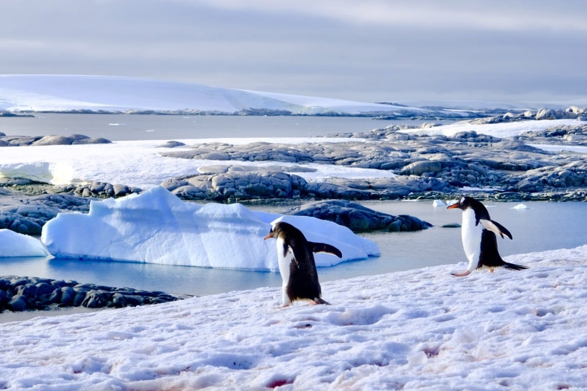 Antarctic penguin poop may create cooling clouds, offering a surprising defence against climate change. Photo: Handout