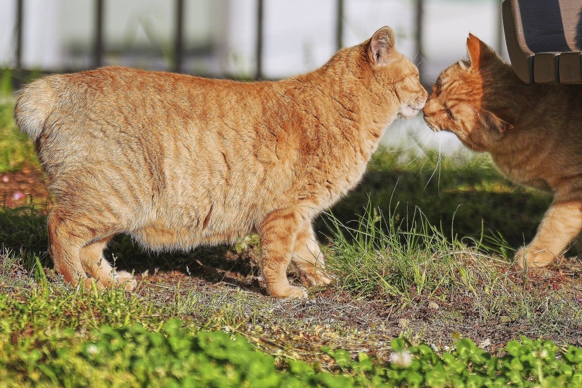 Bobtail cats relax at a park in Nagasaki in southern Japan. Photo: AP