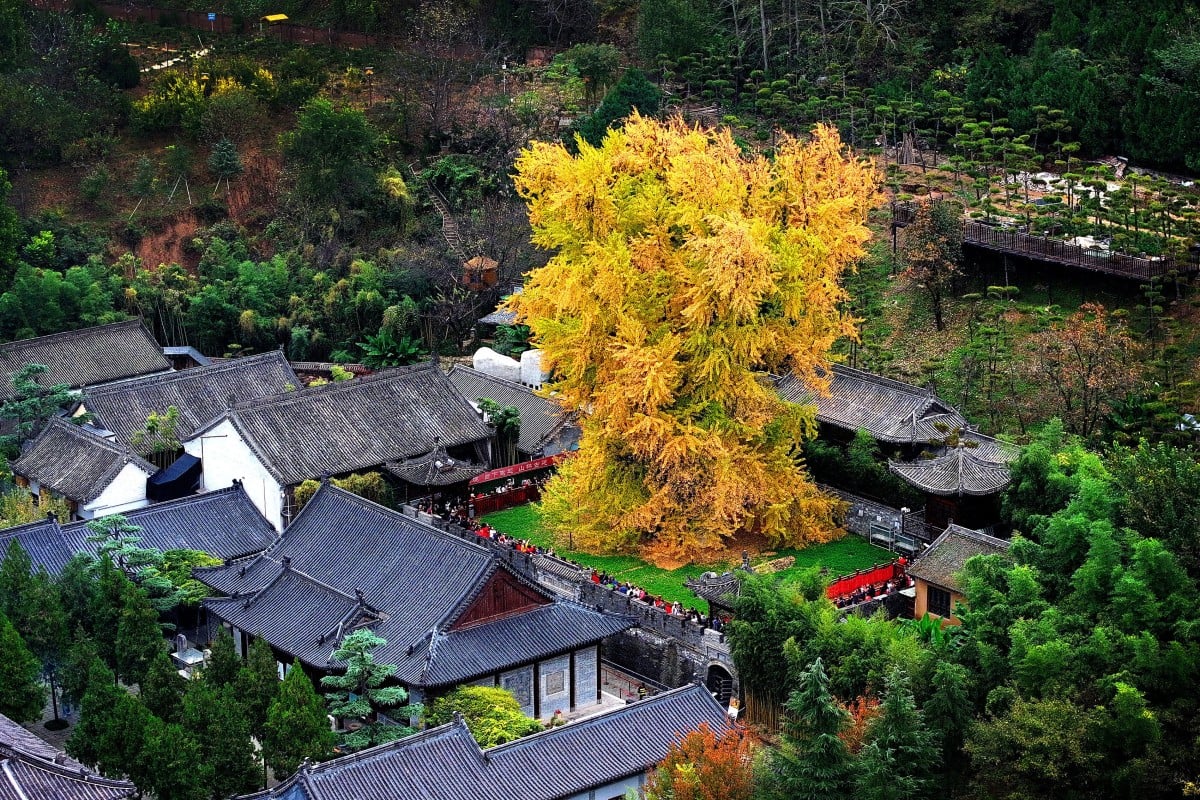 Guanyin Chan Temple in the city of Xi’an in northwest China is home to a ginkgo tree with a history spanning over 1,400 years. Photo: Xinhua