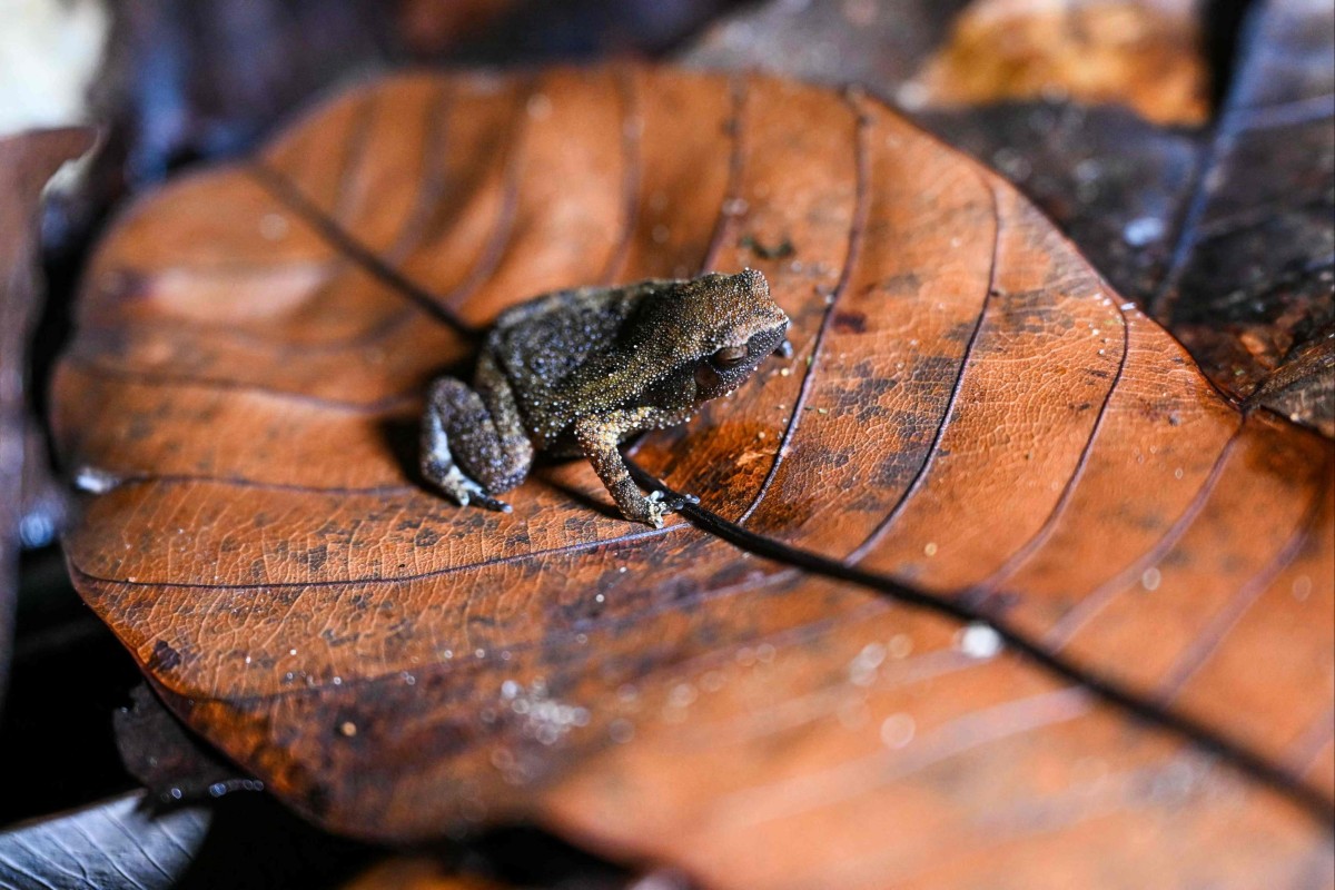 Explore Borneo’s rainforest for frog spotting, a rising eco-tourism trend. Photo: AFP
