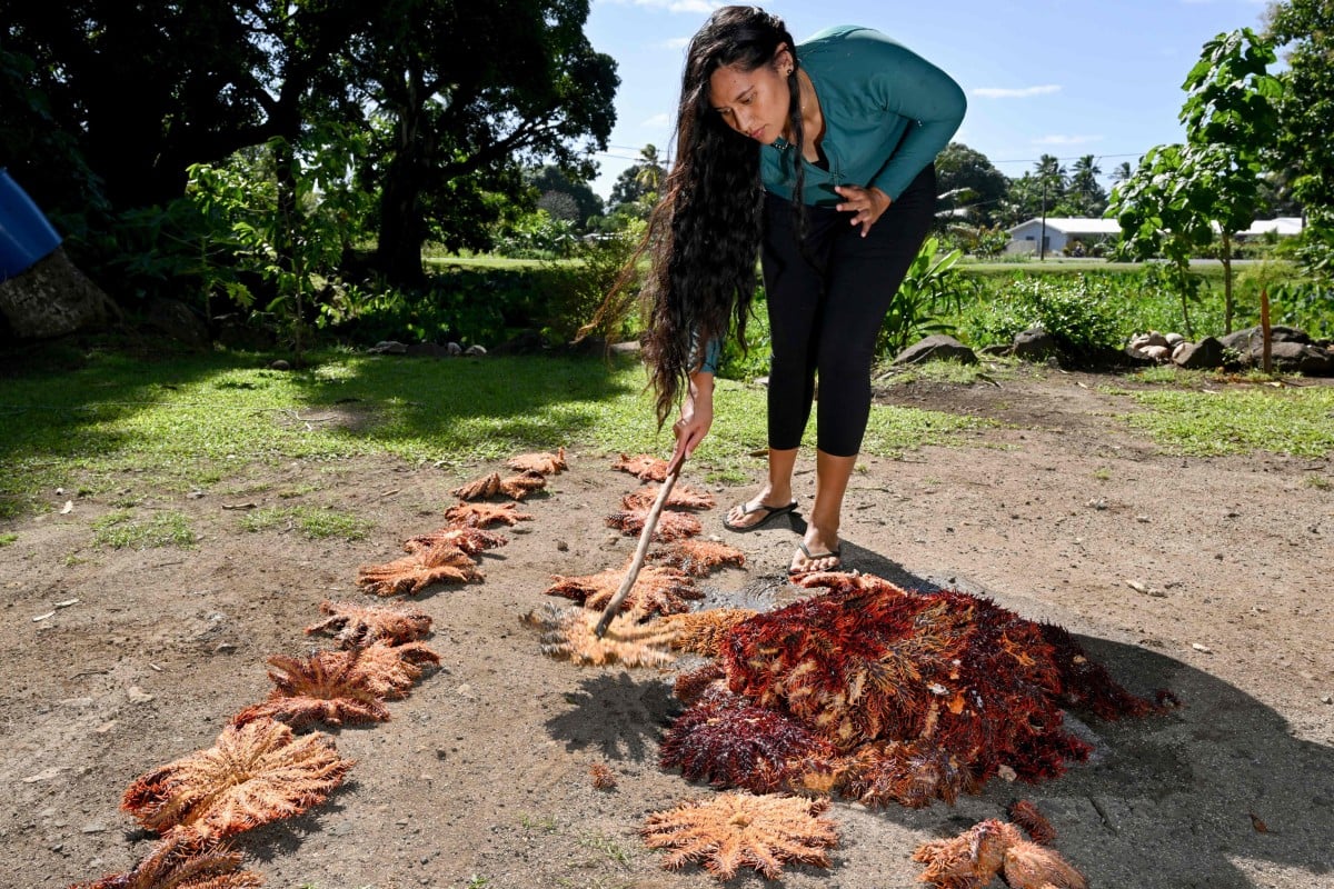 This photo taken on June 12, 2025 shows diver Myria Rongo from the environmental group Korero O Te Orau counting and measuring some of the crown-of-thorns starfish collected from a reef off Rarotonga in the Cook Islands. Photo: AFP
