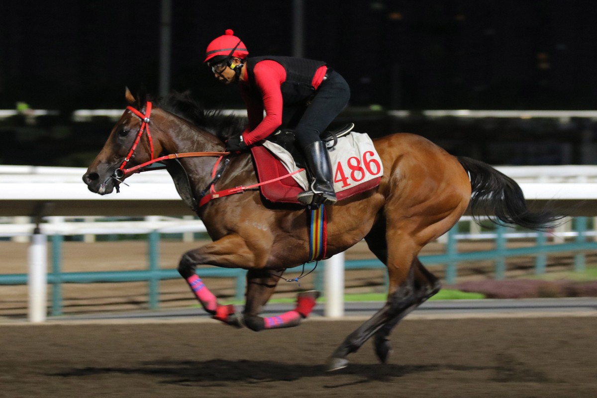 Romantic Warrior gallops at Sha Tin on Thursday morning. Photos: Kenneth Chan