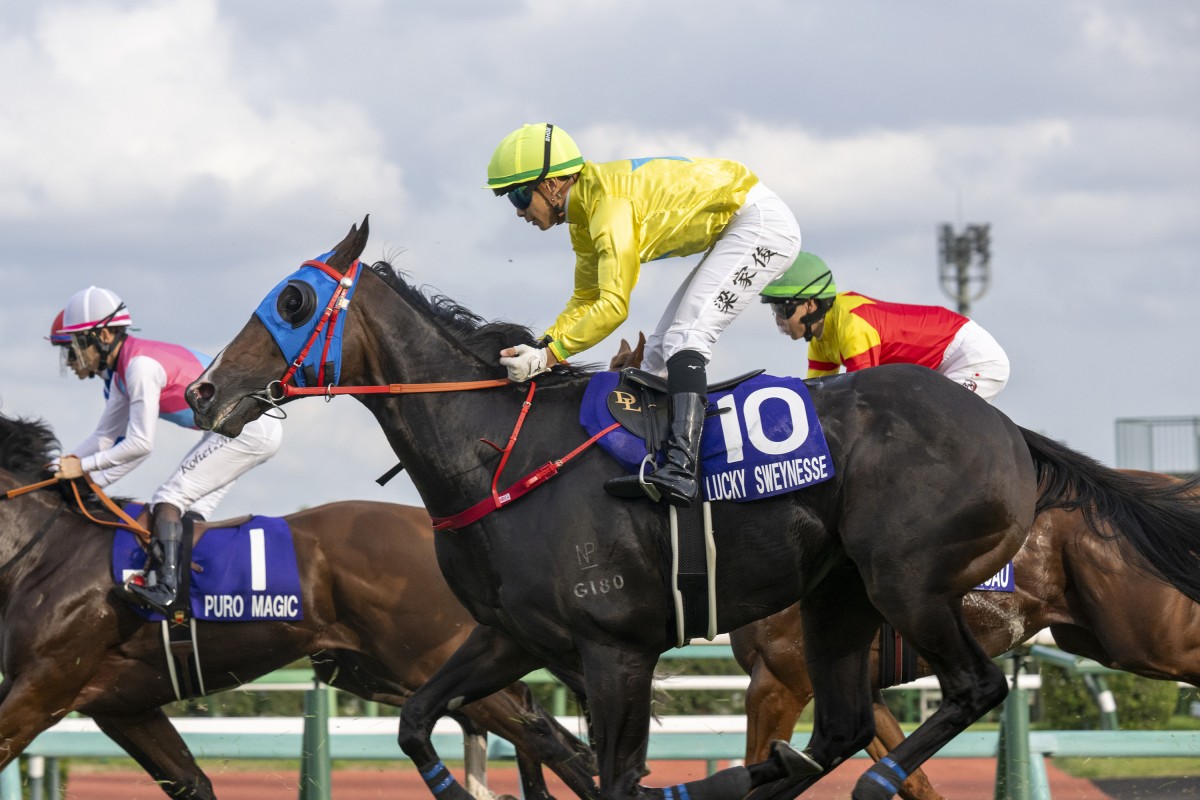 Lucky Sweynesse finishes 11th in the Group One Sprinters Stakes (1,200m) in Japan on Sunday. Photo: HKJC