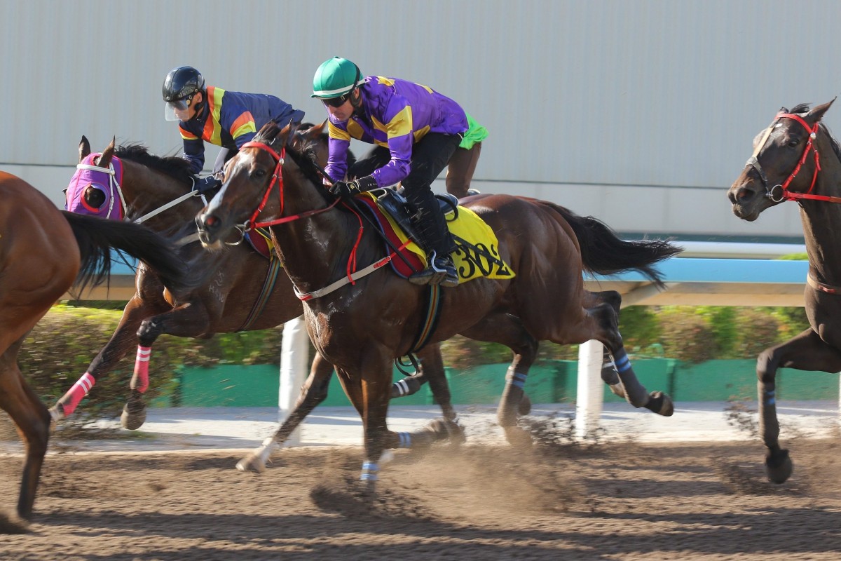 Helios Express runs third in his 1,200m dirt trial at Sha Tin on Friday morning. Photos: Kenneth Chan