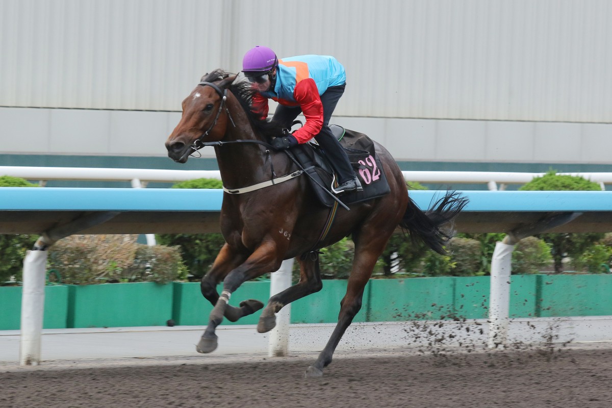 Ka Ying Rising is fighting fit ahead of next weekend’s Group Two Jockey Club Sprint (1,200m). Photos: Kenneth Chan