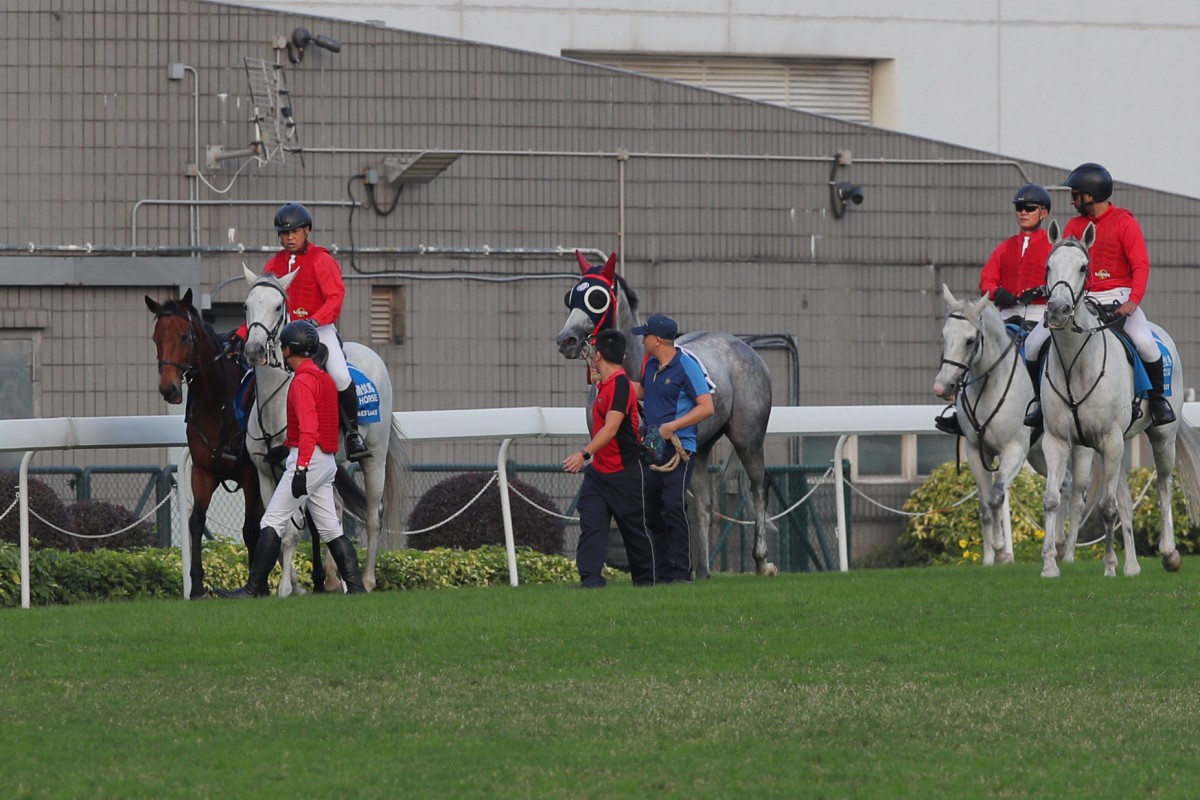 Dreaming Winner (centre) dislodged his rider and galloped loose around the wrong way of the track, forcing race eight to be voided at Sha Tin on Saturday. Photos: Kenneth Chan