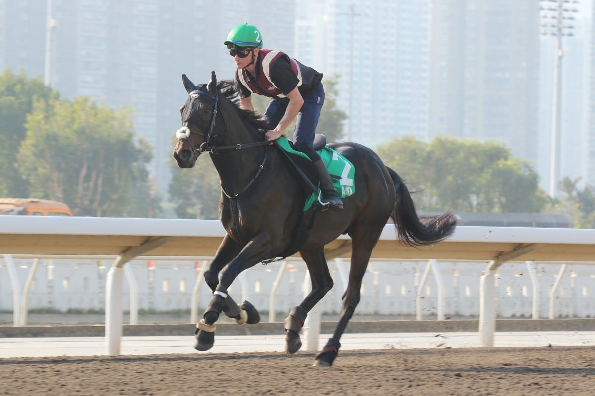 Al Riffa gallops on Sha Tin’s all-weather track in the lead-up to Sunday’s Hong Kong Vase. Photos: Kenneth Chan