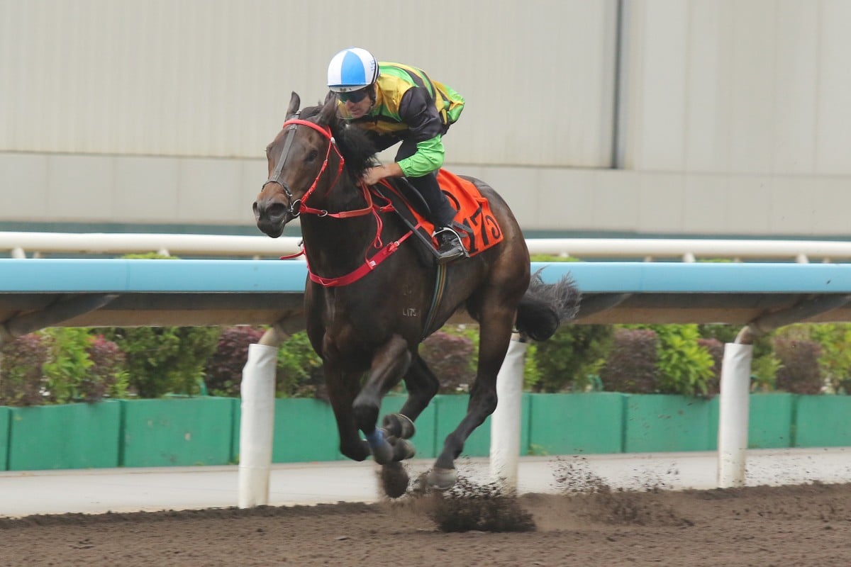 Mapogo wins his most recent trial at Sha Tin impressively with Hugh Bowman aboard. Photos: Kenneth Chan