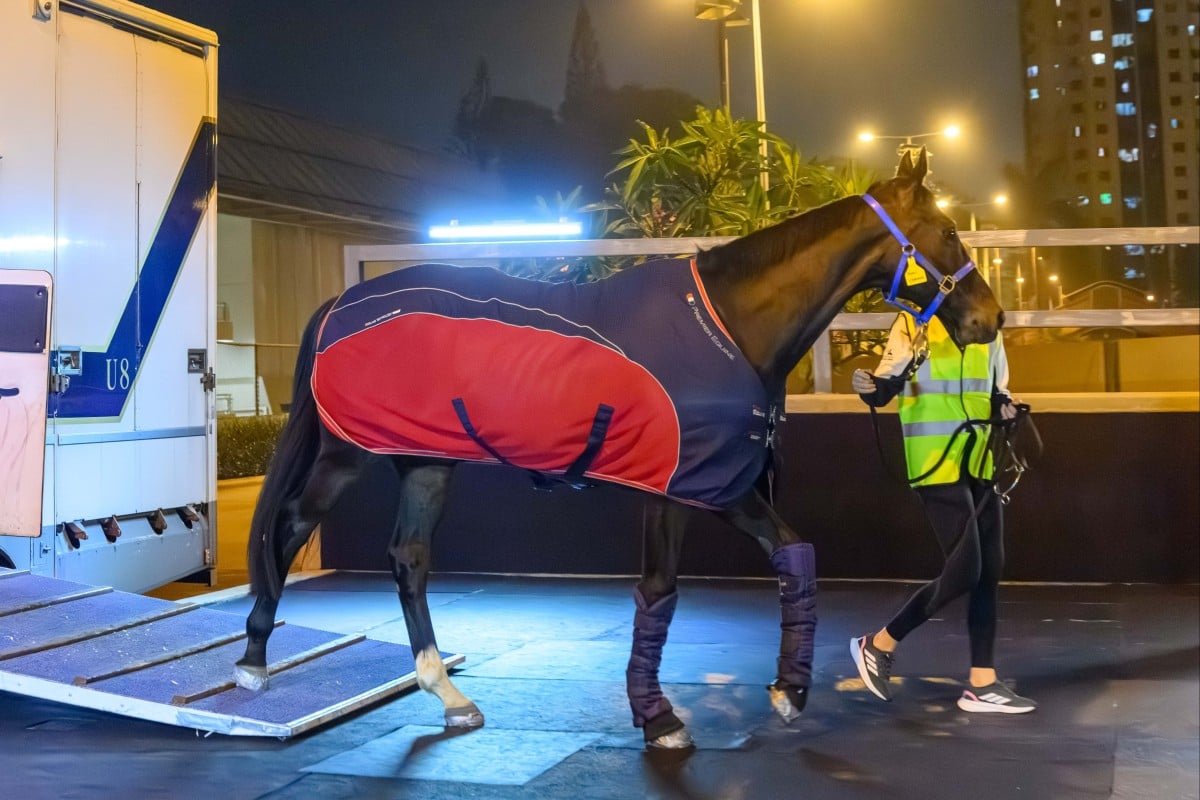 Royal Champion arrives in Hong Kong ahead of the QEII Cup. Photo: HKJC
