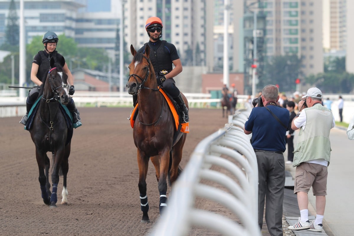Docklands (right) and Royal Champion at Sha Tin on Wednesday. Photos: Kenneth Chan