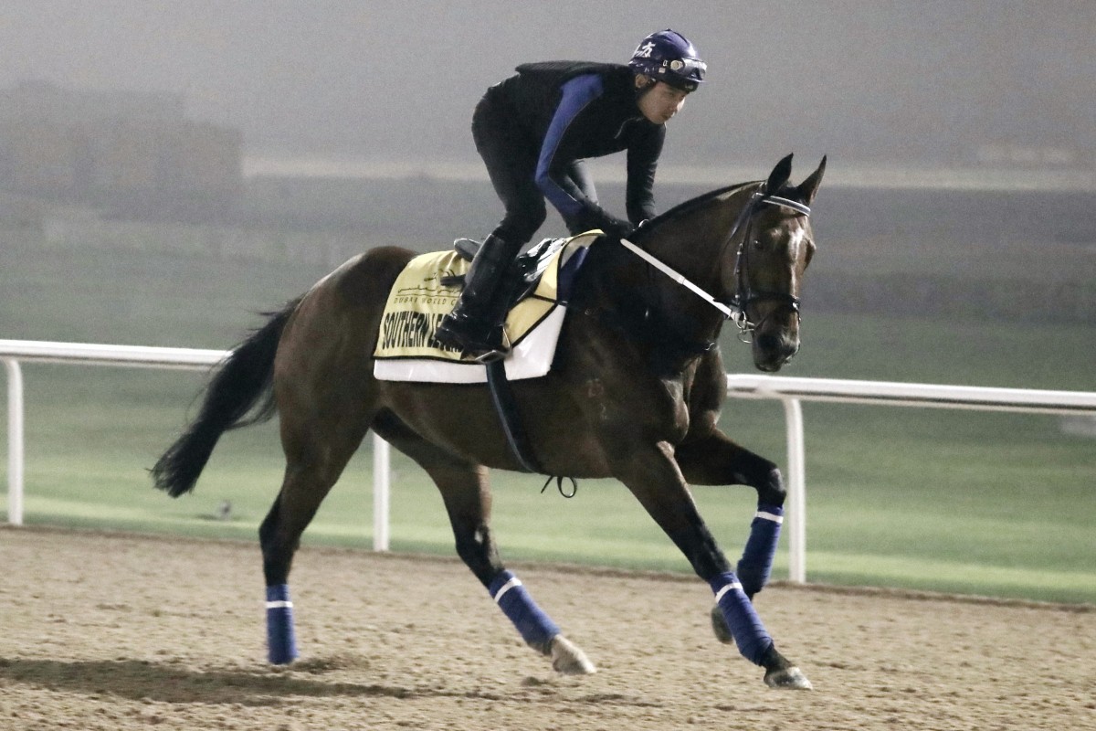 Southern Legend canters in the fog at Meydan on Friday morning. Photos: Kenneth Chan