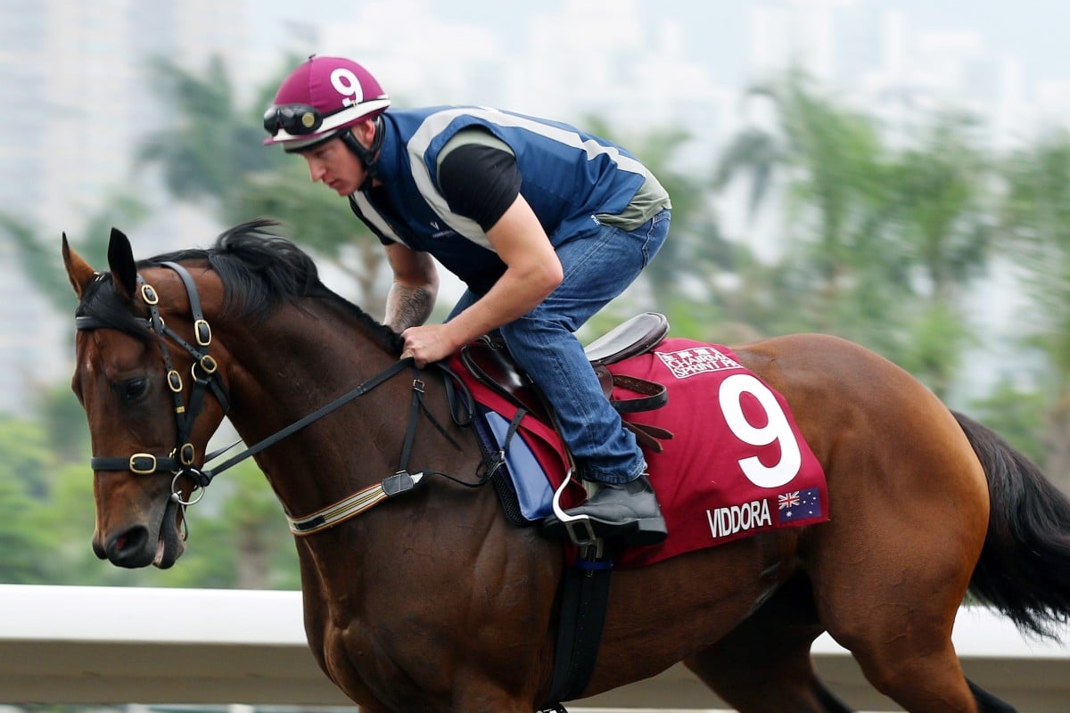 Viddora canters around the Sha Tin all-weather track under rider Paddy Bell in the lead up to the Group One Chairman’s Sprint Prize (1,200m). Photos: Kenneth Chan