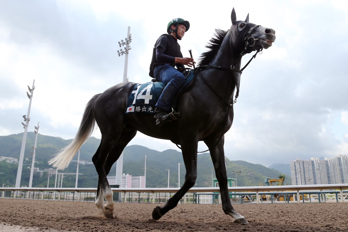 Win Bright works on the all-weather track at Sha Tin on Tuesday morning. Photos: Kenneth Chan