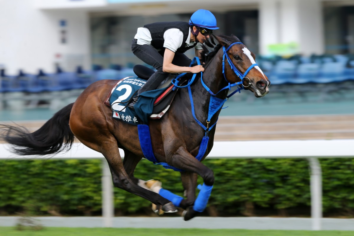 QEII Cup runner Deirdre ridden by Yutaka Take galloping on the turf at Sha Tin. Photo: Kenneth Chan