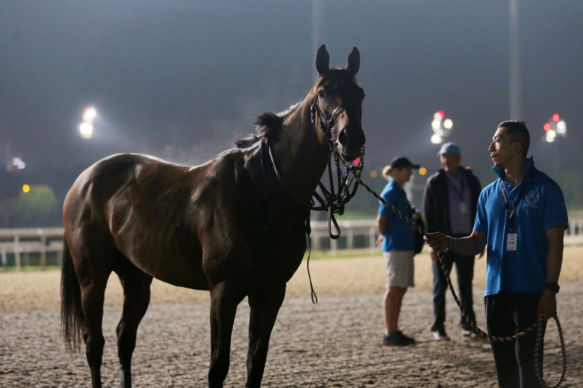 Trainer Tony Millard (background) looks over Kranji Mile contestant Singapore Sling on Friday morning. Photos: Kenneth Chan