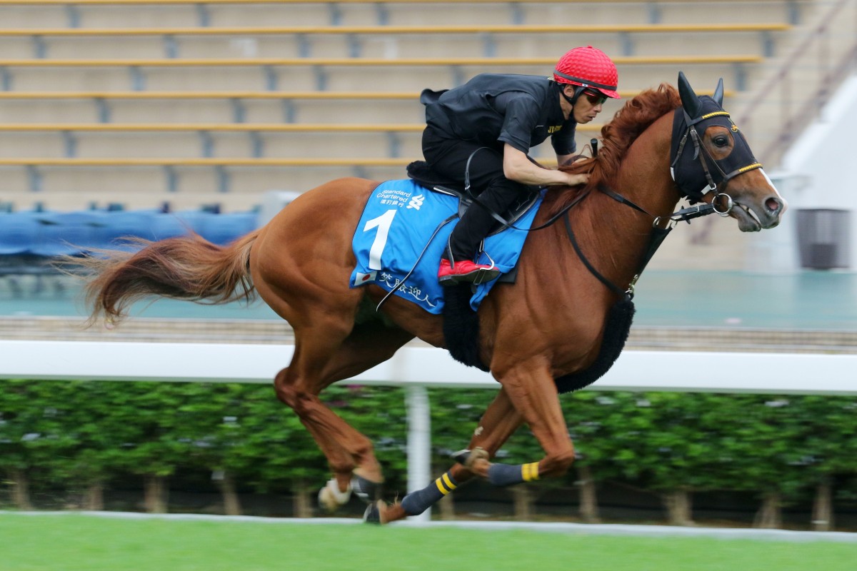 Happy Grin works underneath Takafumi Hattori at Sha Tin this week ahead of the Champions & Chater Cup. Photos: Kenneth Chan