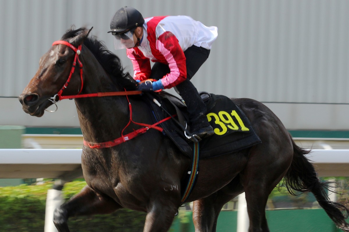 Jockey Umberto Rispoli trials Frankie Lor’s Thinkin’ Big on the all-weather surface ahead of his debut on Sunday. Photos: Kenneth Chan