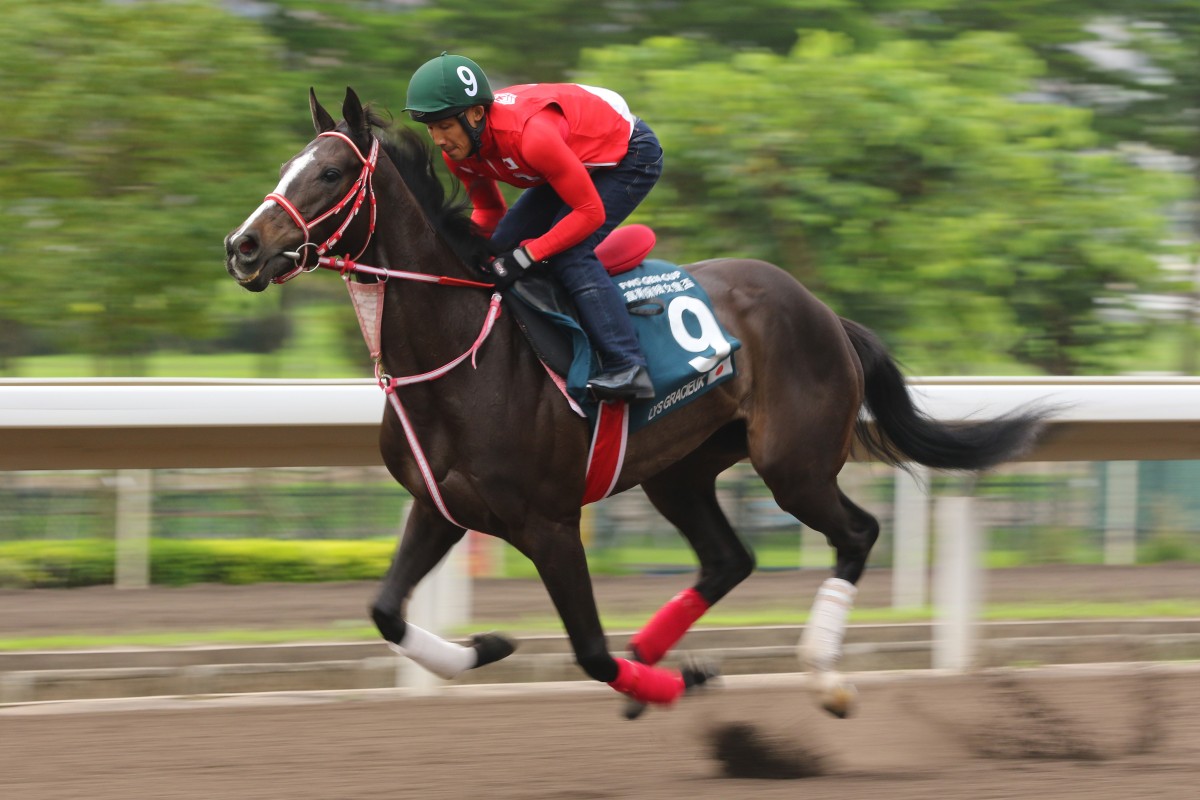 Lys Gracieux gallops at Sha Tin ahead of one of her Hong Kong runs. Photo: Kenneth Chan