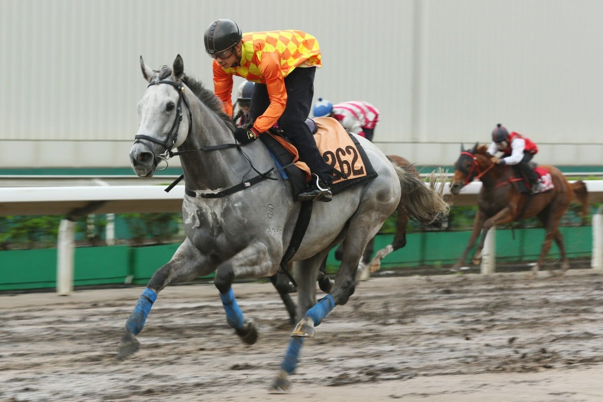 Pingwu Spark wins a barrier trial at Sha Tin earlier this month. Photos: Kenneth Chan