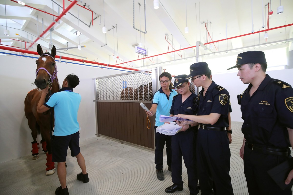 A horse gets inspected by quarantine officials at Conghua. Photo: HKJC