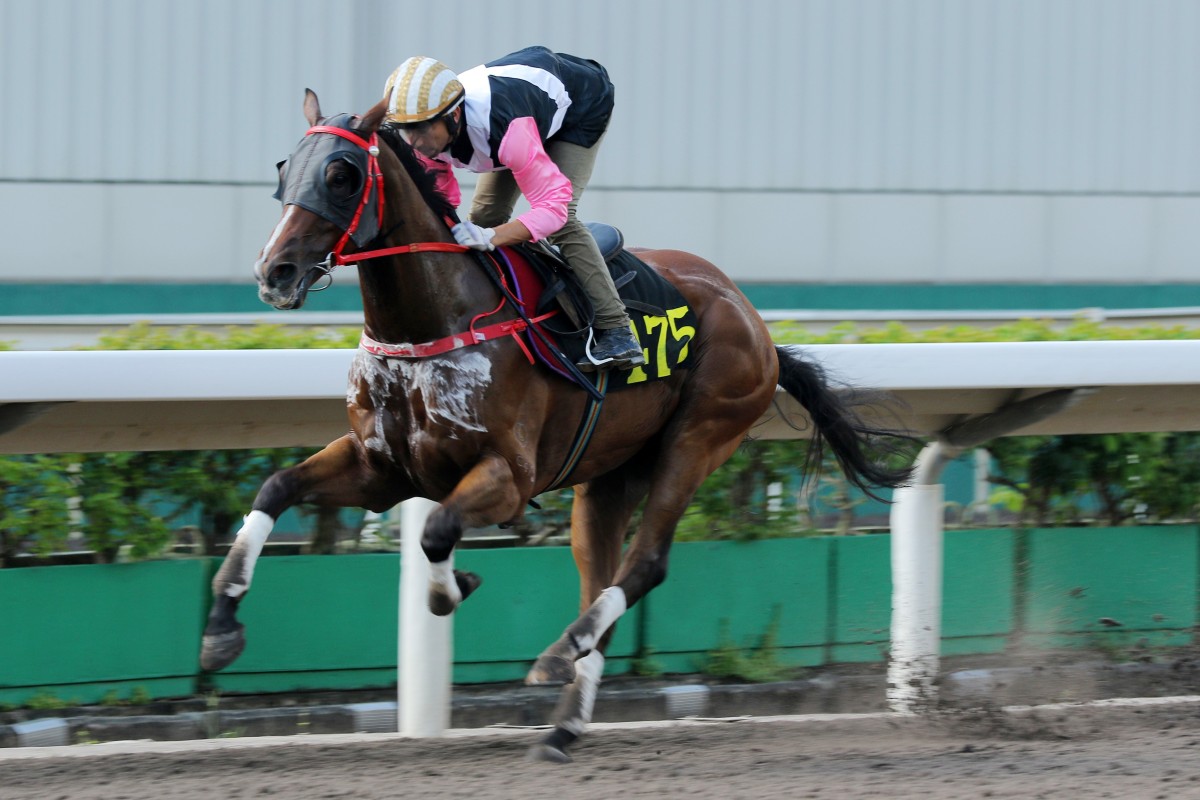 Beauty Rush wins a barrier trial at Sha Tin on September 10. Photos: Kenneth Chan