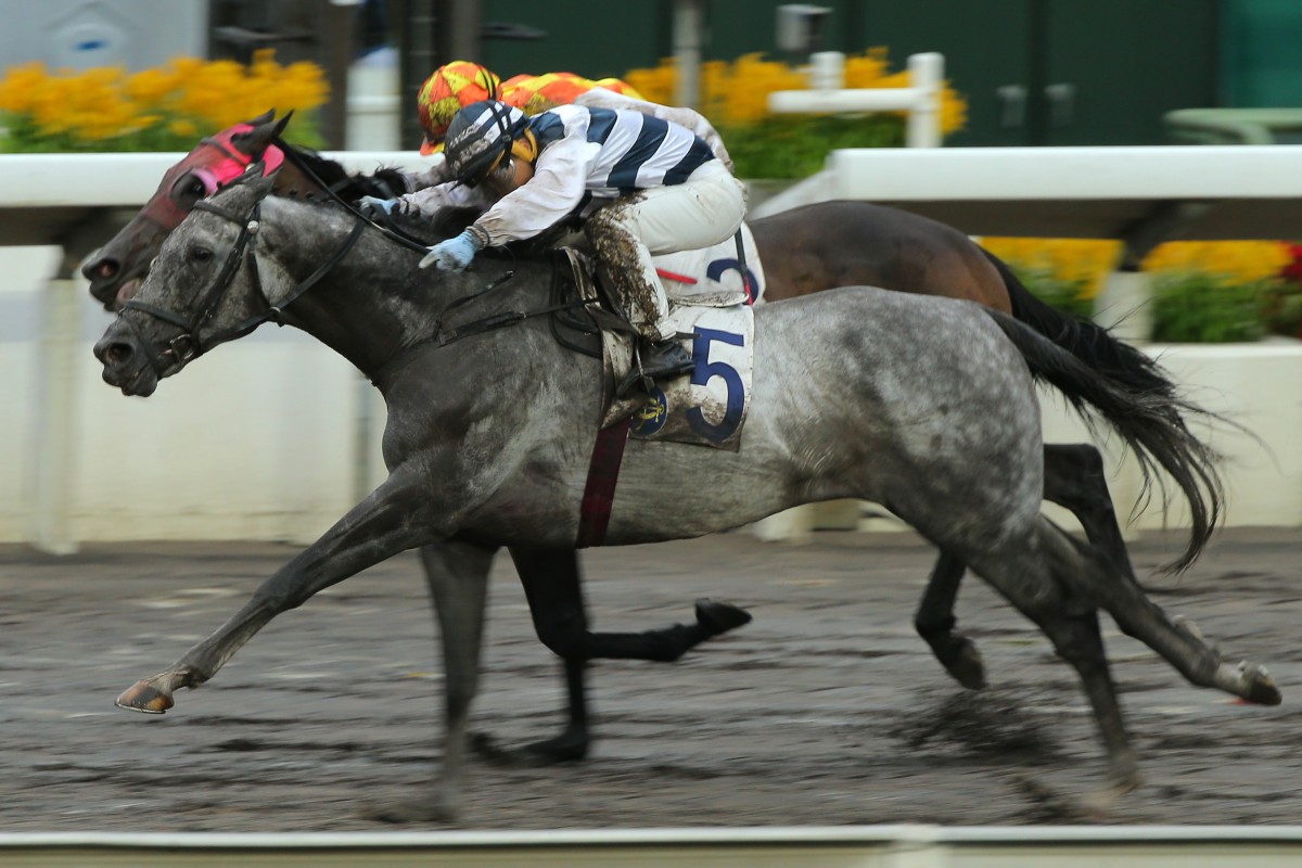Matthew Poon pilots Rickfield to an upset victory at Sha Tin on Sunday. Photos: Kenneth Chan