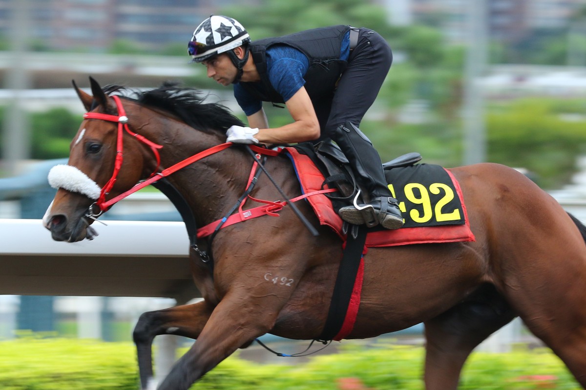Playa del Puente gallops on the Sha Tin all-weather surface this season. Photos: Kenneth Chan